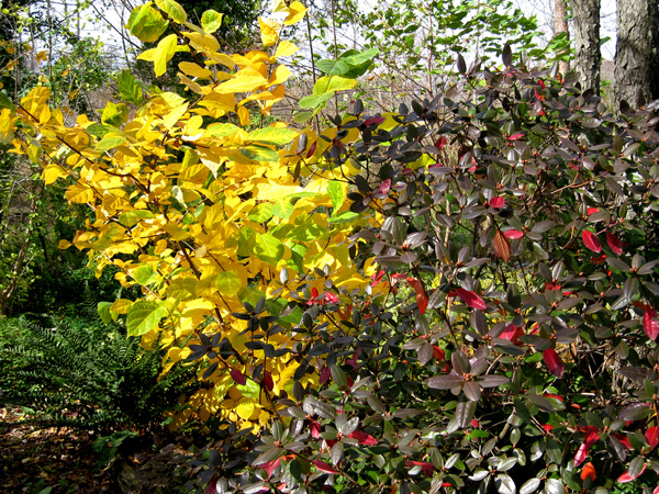 Calycanthus Hartlage Wine Rhododendron PJM