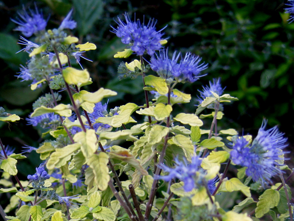 Caryopteris clandonensi sunshine Bleu 1