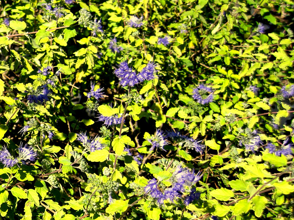 Caryopteris clandonensi sunshine Bleu