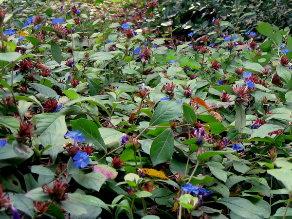 Ceratostigma plumbaginoides 3