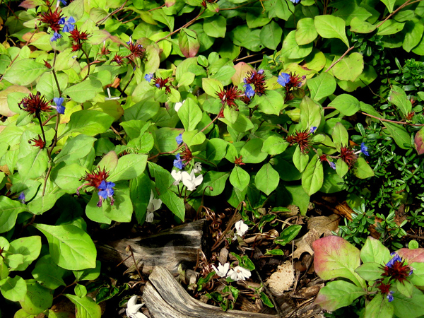 Ceratostigma plumbaginoides 4