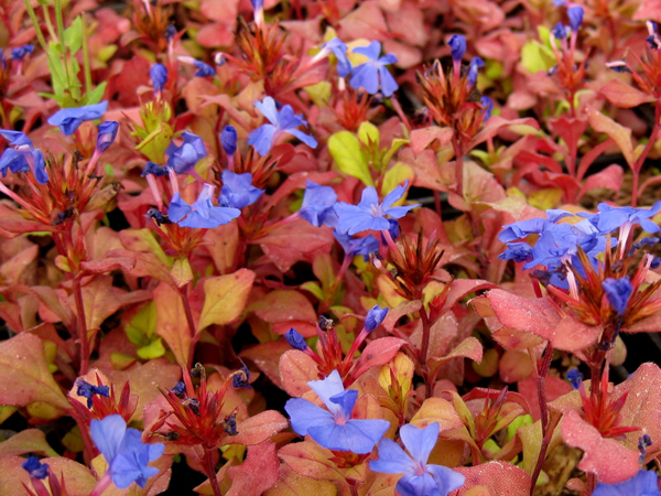 Ceratostigma plumbaginoides 5