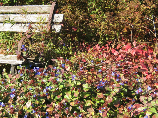 Ceratostigma plumbaginoides bench