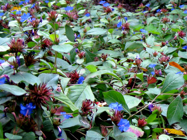 Ceratostigma plumbaginoides