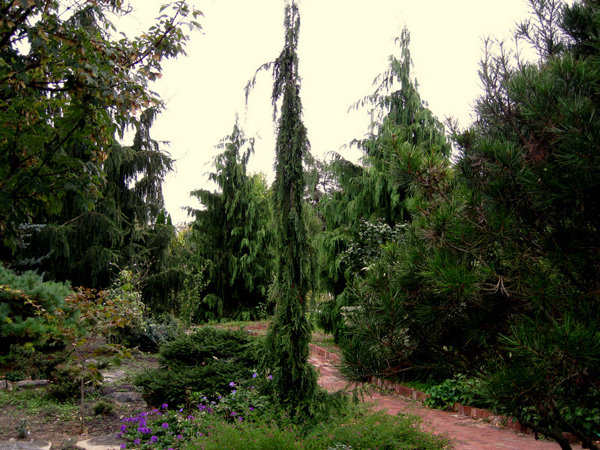 Chamaecyparis nootkatensis VandenAkker