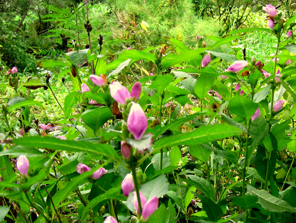 Chelone obliqua