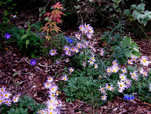 Chrysanthemum Dendranthema Clara Curtis