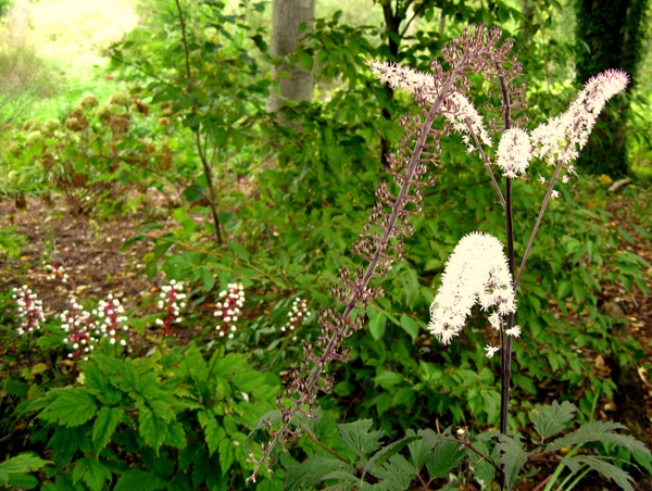 Cimicifuga seedling and Actea