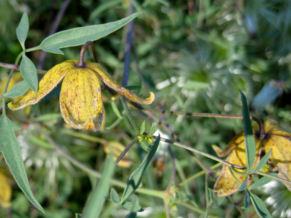 Clematis aff hookeriana 2