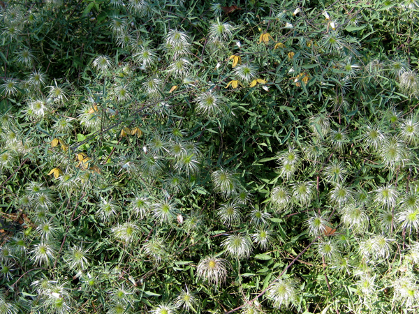 Clematis aff hookeriana 3