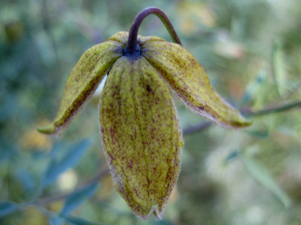 Clematis aff hookeriana 4