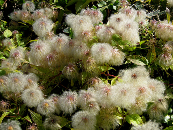 Clematis seratifolia