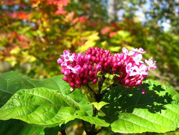 Clerodendron bungei DJHC725