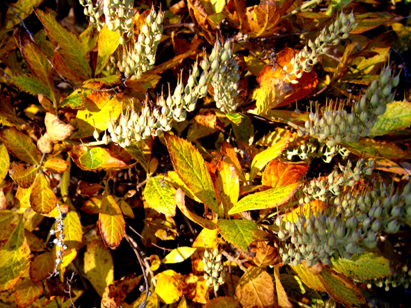 Clethra alnifolia Hummingbird