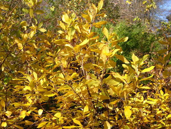 Clethra alnifolia Ruby Spice