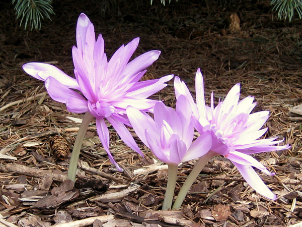 Colchicum sp 10