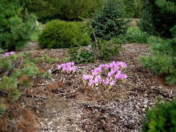 Colchicum sp 3