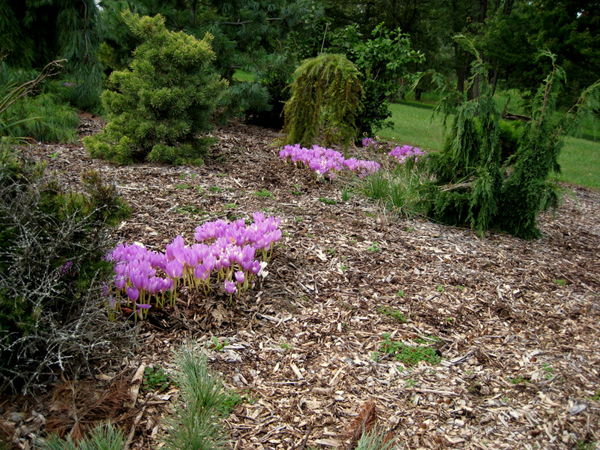 Colchicum sp 4