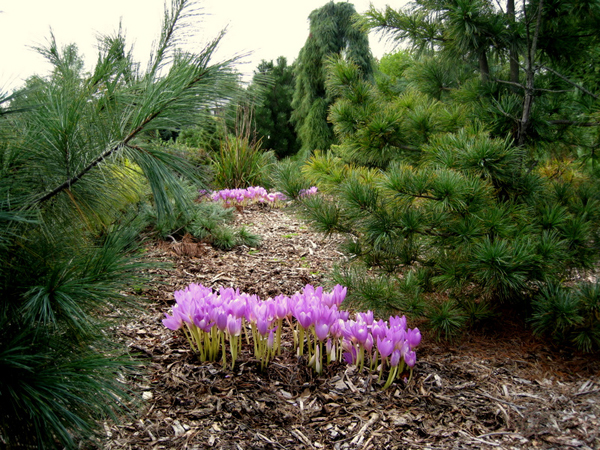 Colchicum sp 5