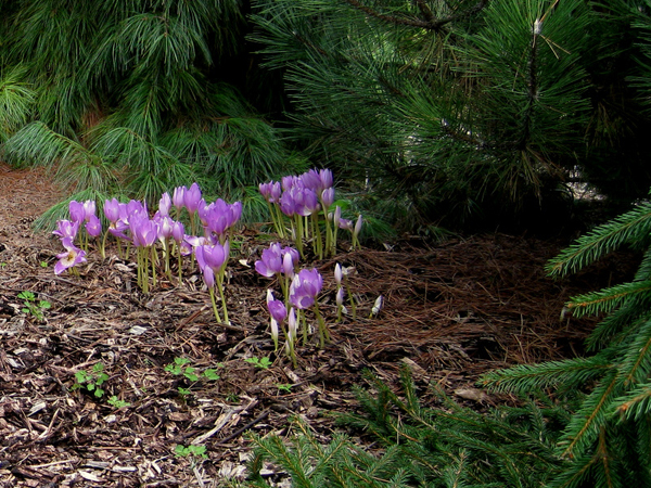 Colchicum sp 8