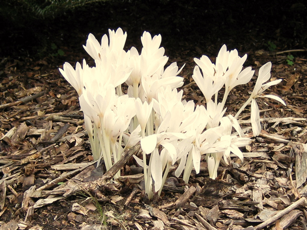 Colchicum sp