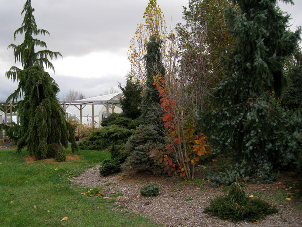 Conifer garden 1