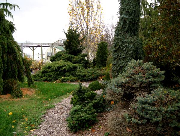 Conifer garden