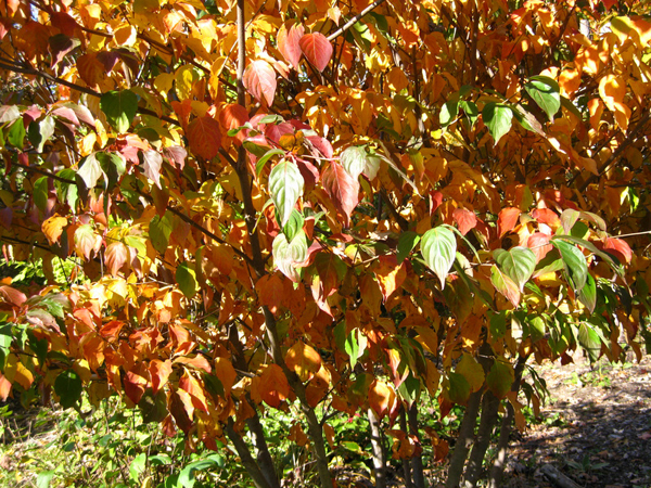 Cornus kousa 3