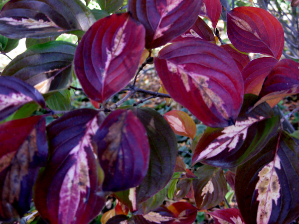 Cornus kousa Gold Star 1