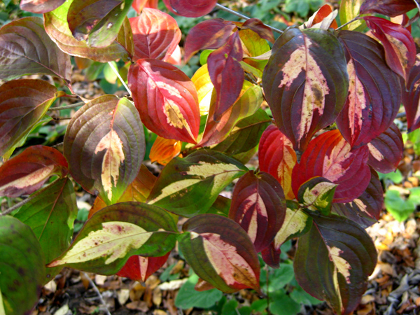 Cornus kousa Gold Star