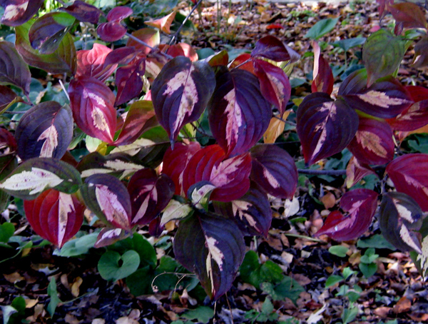 Cornus kousa Gold Star3