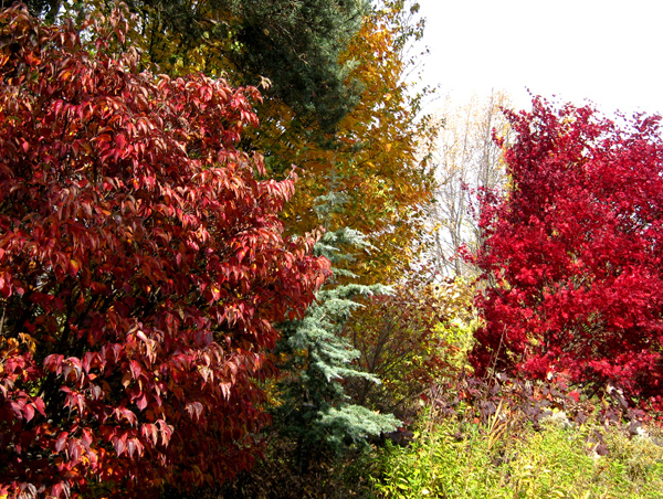 Cornus kousa Witches Broom and Acer japonicum