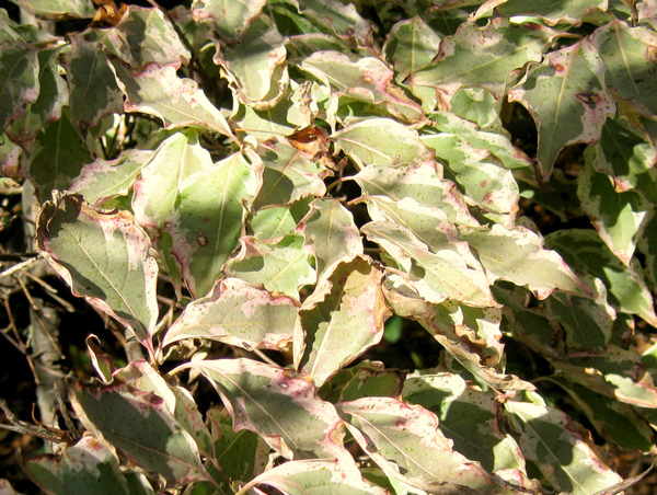 Cornus kousa Wolf Eye 1