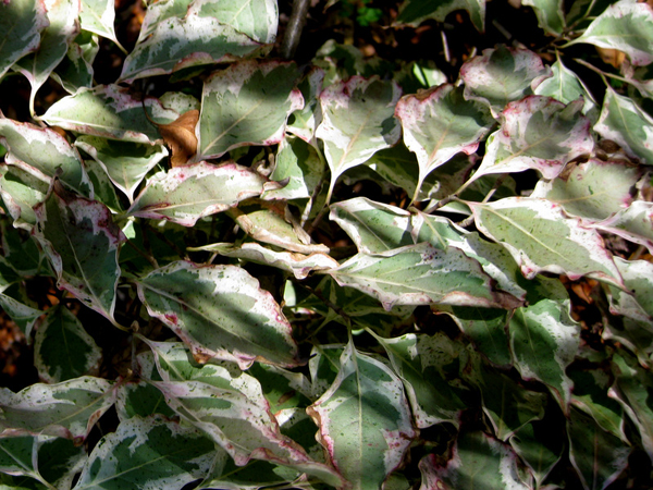 Cornus kousa Wolf Eye