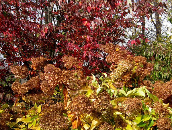 Cornus kousa and Hydrangea paniculata Pink Diamond