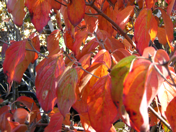 Cornus kousa