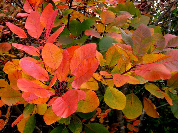 Cotinus Grace 3