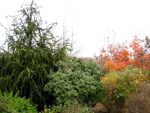 Cotinus Grace and Picea abies Monstrosa