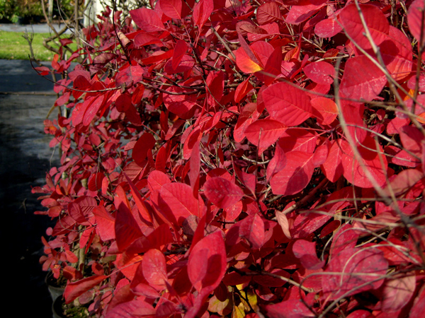 Cotinus coggygria Pink Champagne 2