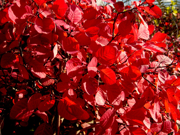 Cotinus coggygria Pink Champagne