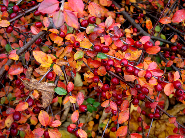 Cotoneaster soongaricus