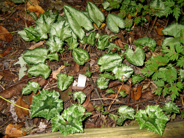 Cyclamen hederifolium 1