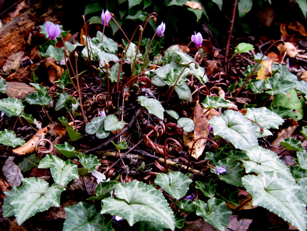 Cyclamen hederifolium 2