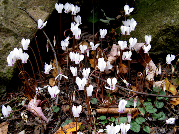 Cyclamen hederifolium 3