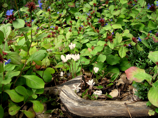 Cyclamen hederifolium album 3