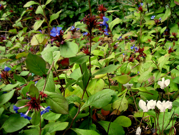 Cyclamen hederifolium album 4