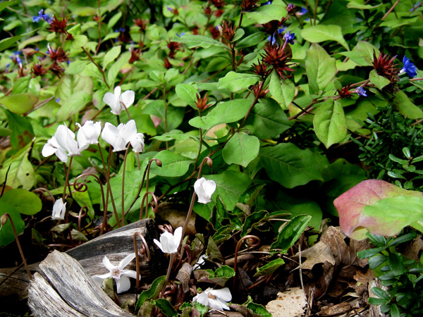 Cyclamen hederifolium album 5