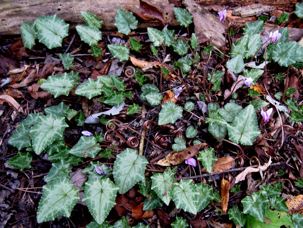 Cyclamen hederifolium