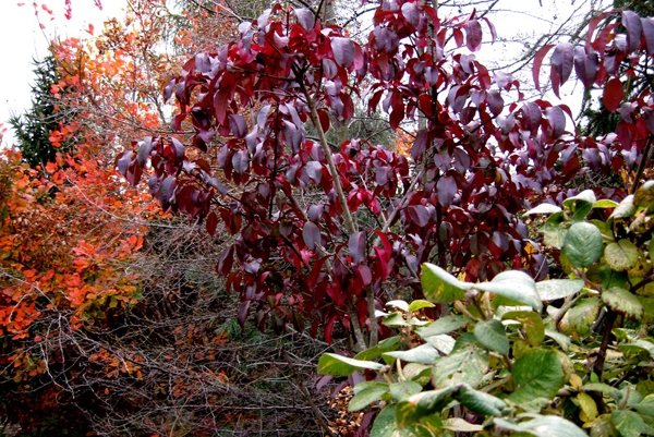 Euonymus carnosus