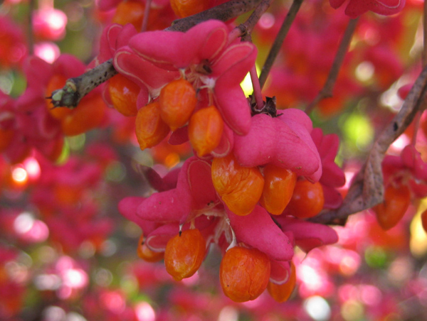 Euonymus europeaus Red Ace